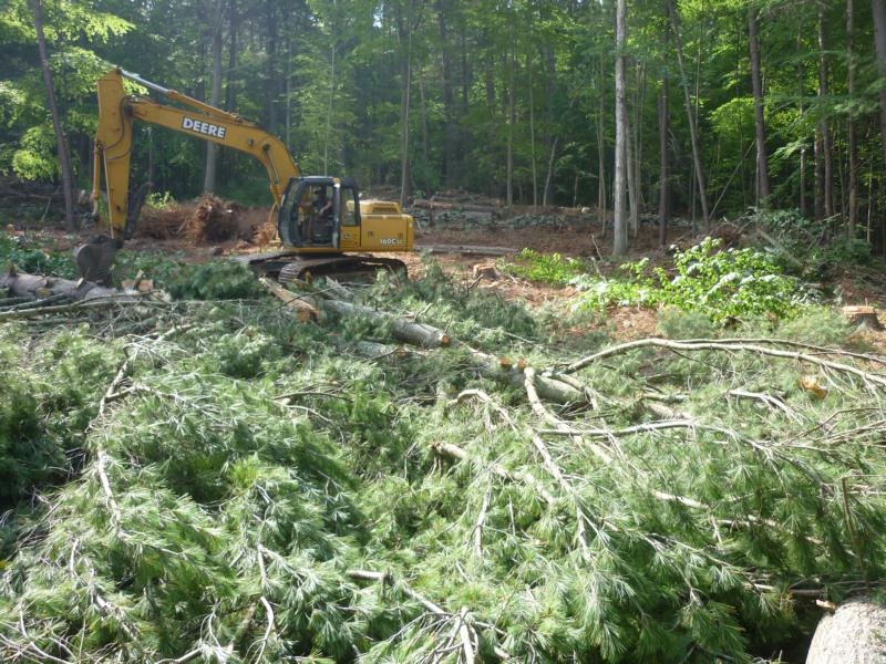 Massive amounts of branches, trunks and rootstock