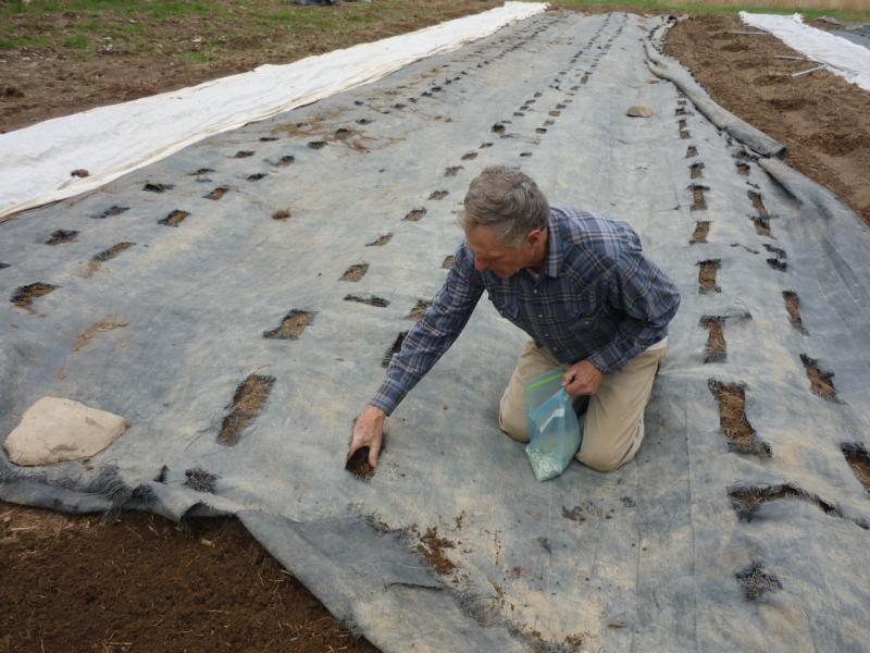 the first seeding of beans, peas, ...