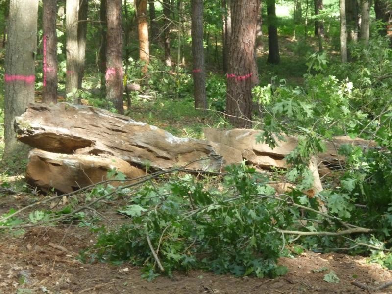 the beginnings of the access road