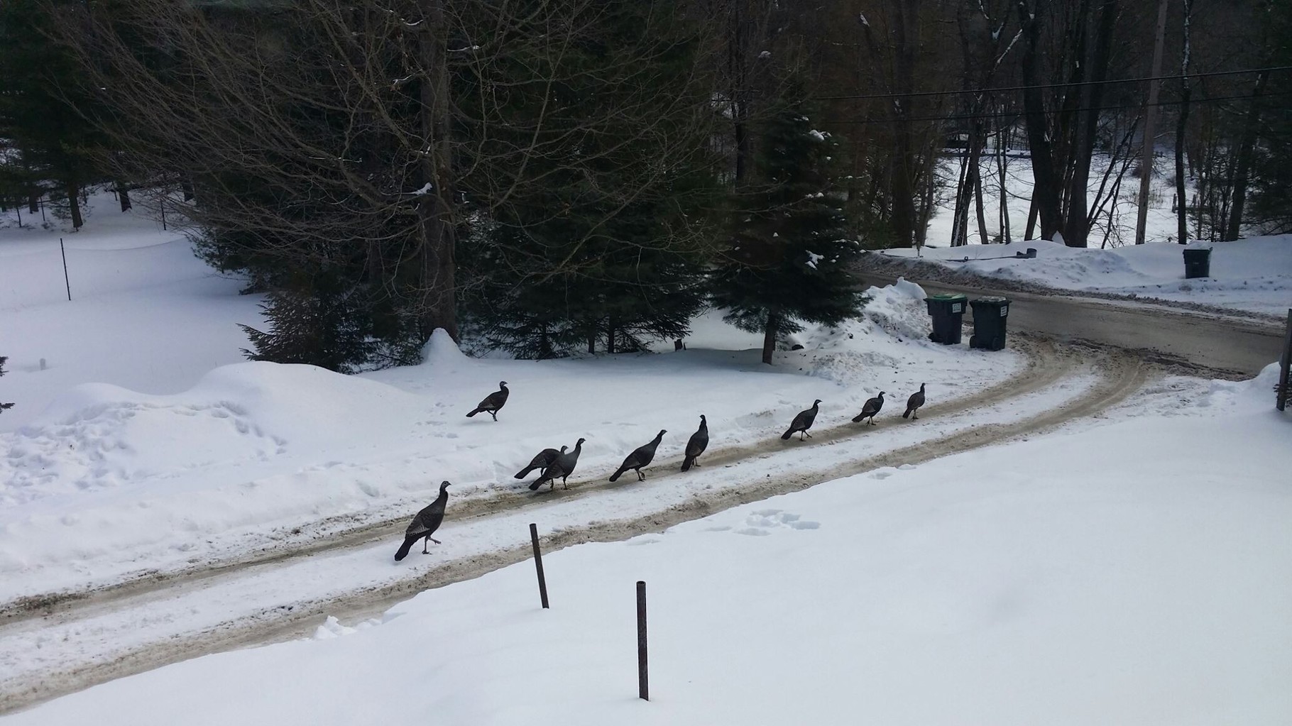 a flock of wild turkeys inspecting the farm