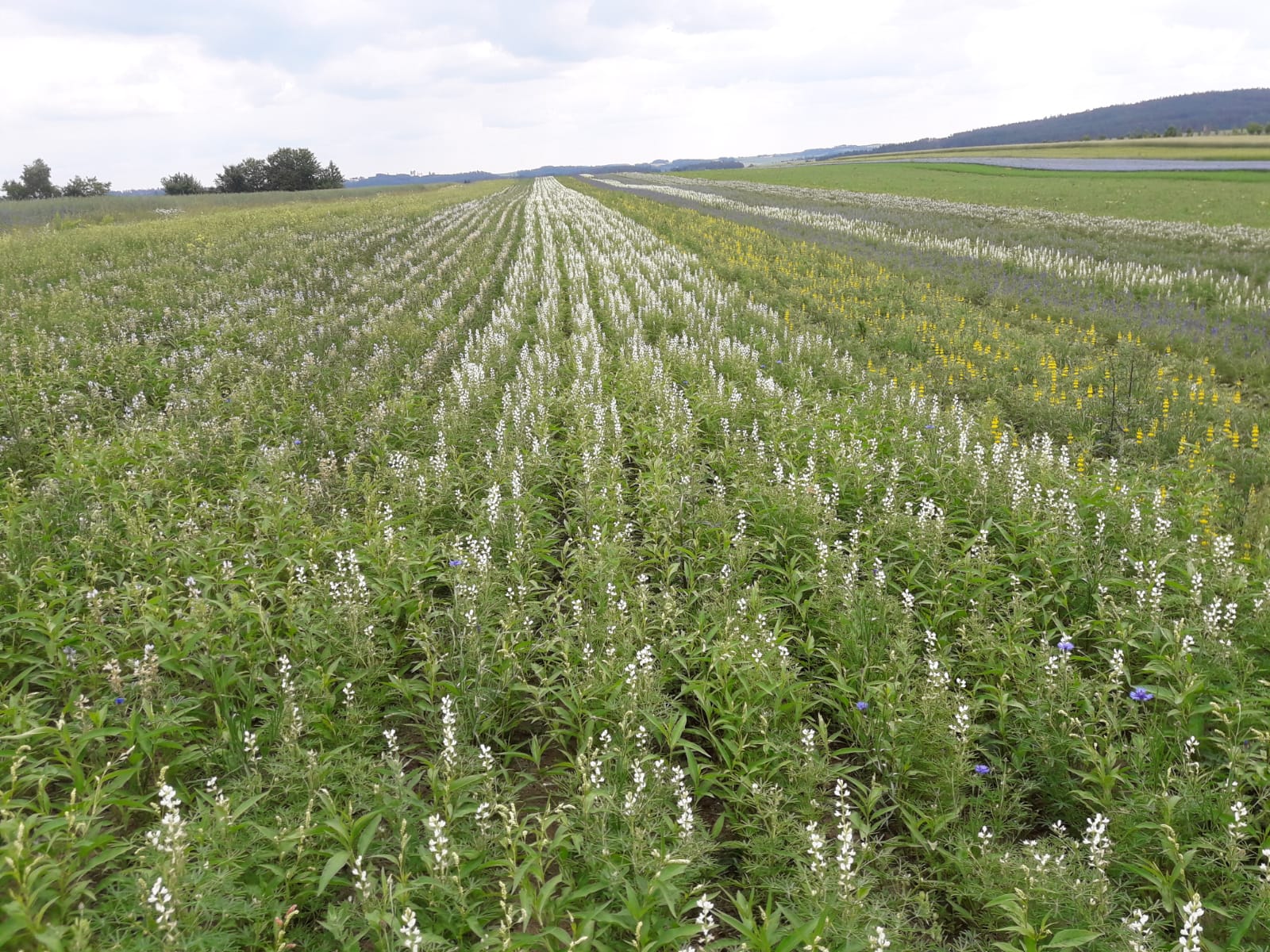 unsere Lupinen - WALDVIERTLER BIOHOF Karl Ringl