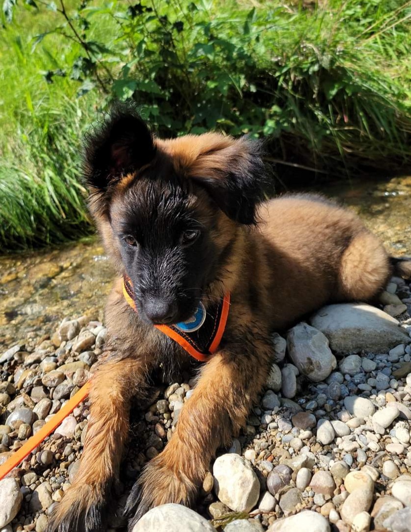 In der Schweiz in Ausbildung als Suchhund