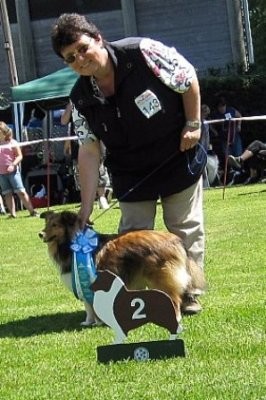 Perfect Dream Shelties: Dublin