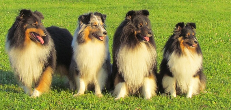 Family-Picture (son Bladerunner, mother Kiwi, father Chester and daughter Shmoo)