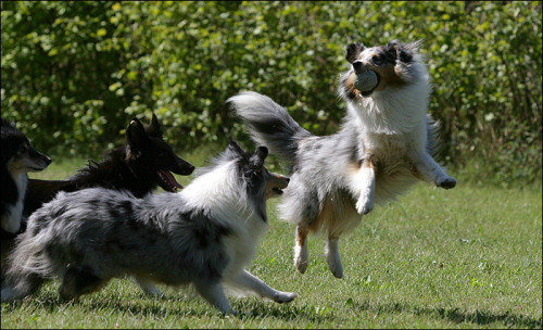 playing with the ball