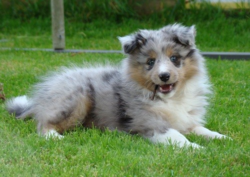 Nadira Blue von den Hausruck Shelties