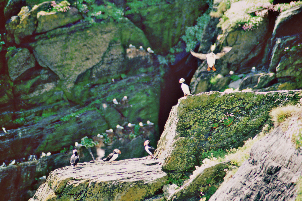 Skellig Michael, Papageientaucherkolonie