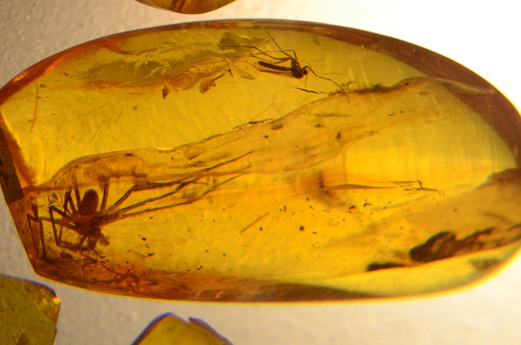 30-50 Millionen Jahre alter baltischer Bernstein mit Einschlüssen (Nida/Nidden, Kurische Nehrung, Bernsteingalerie und -museum)