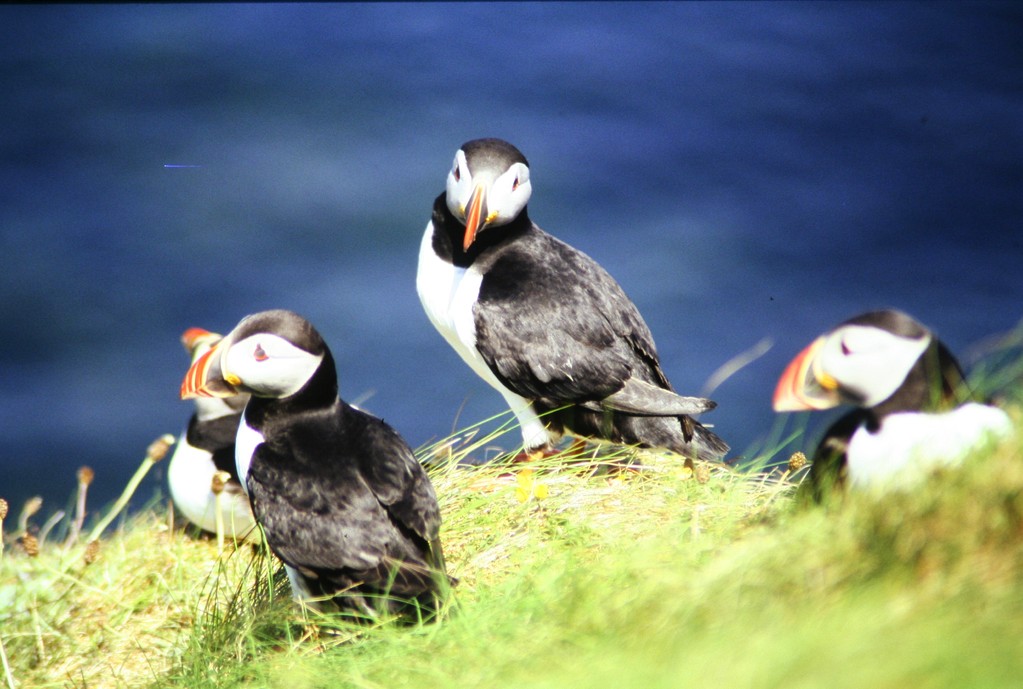 Staffa, Papageientaucher