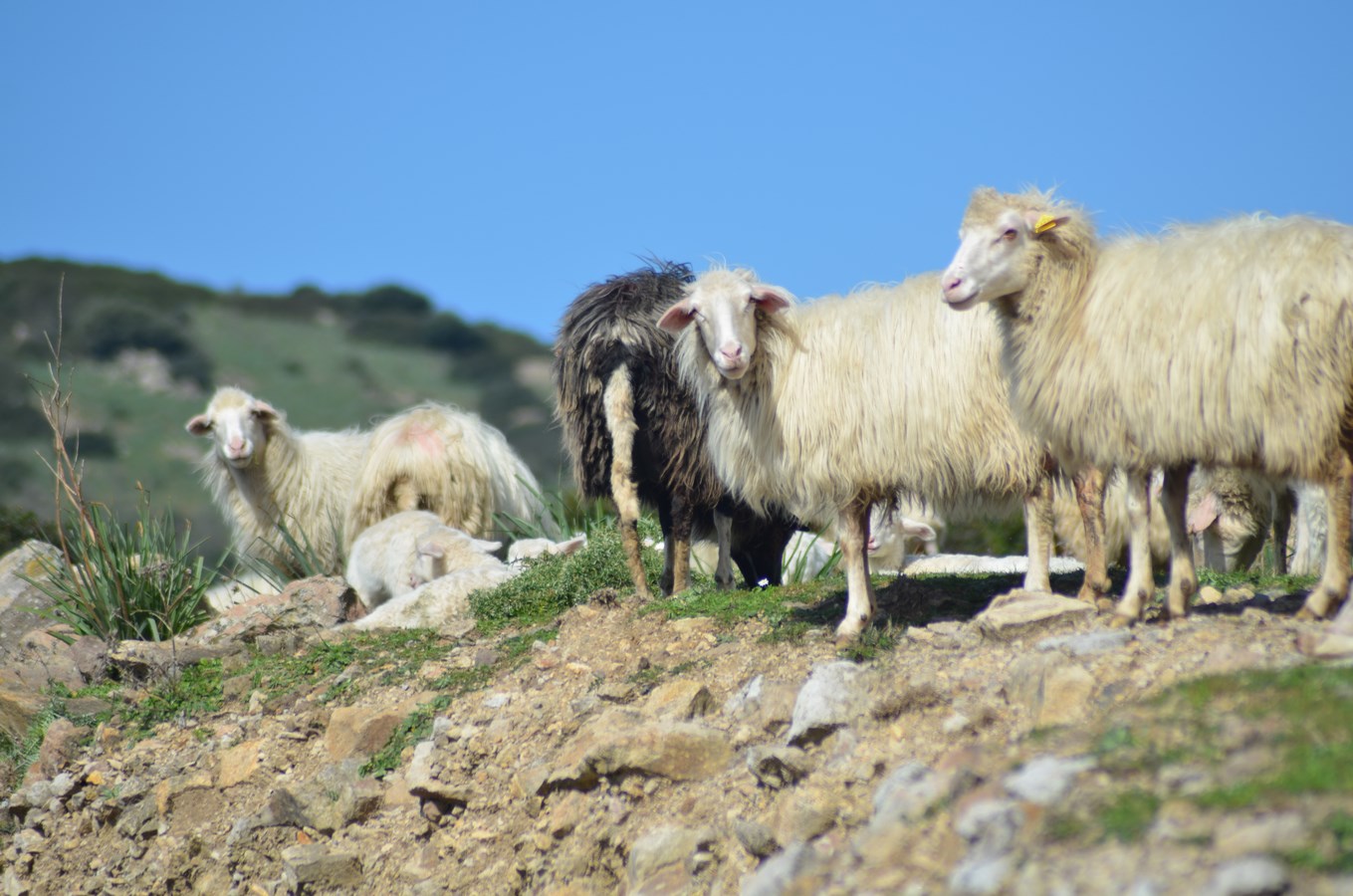 Drei Millionen Artgenossen auf Sardinien ...