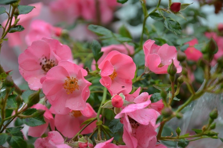rosier 'Ti Puce d'Amour' creamelarosa