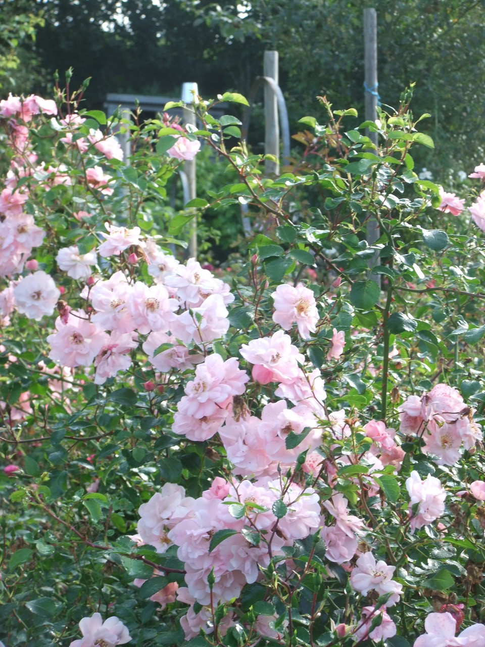 La floraison automnale exceptionnelle du rosier 'Les Yeux d'Elsa'
