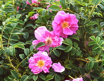 Hybride entre rugosa et moschata, le rosier de 'Jérôme' est doté de vigueur et floribondité.