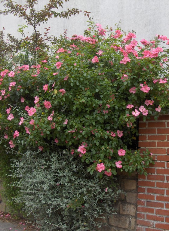 Arbuste de grand développement, le rosier 'Mela Rosa' peut également couvrir de grandes surfaces de talus.