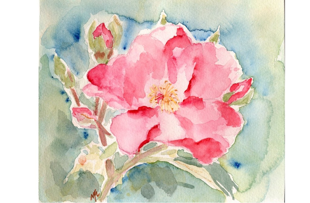 Aquarelle d'une rose de 'Mela Rosa'.