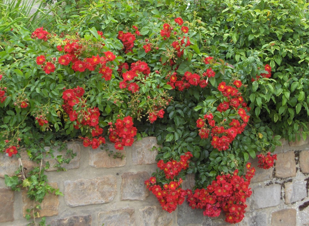 Le rosier 'Guinguette' est idéal à cultiver en couvre-sol.