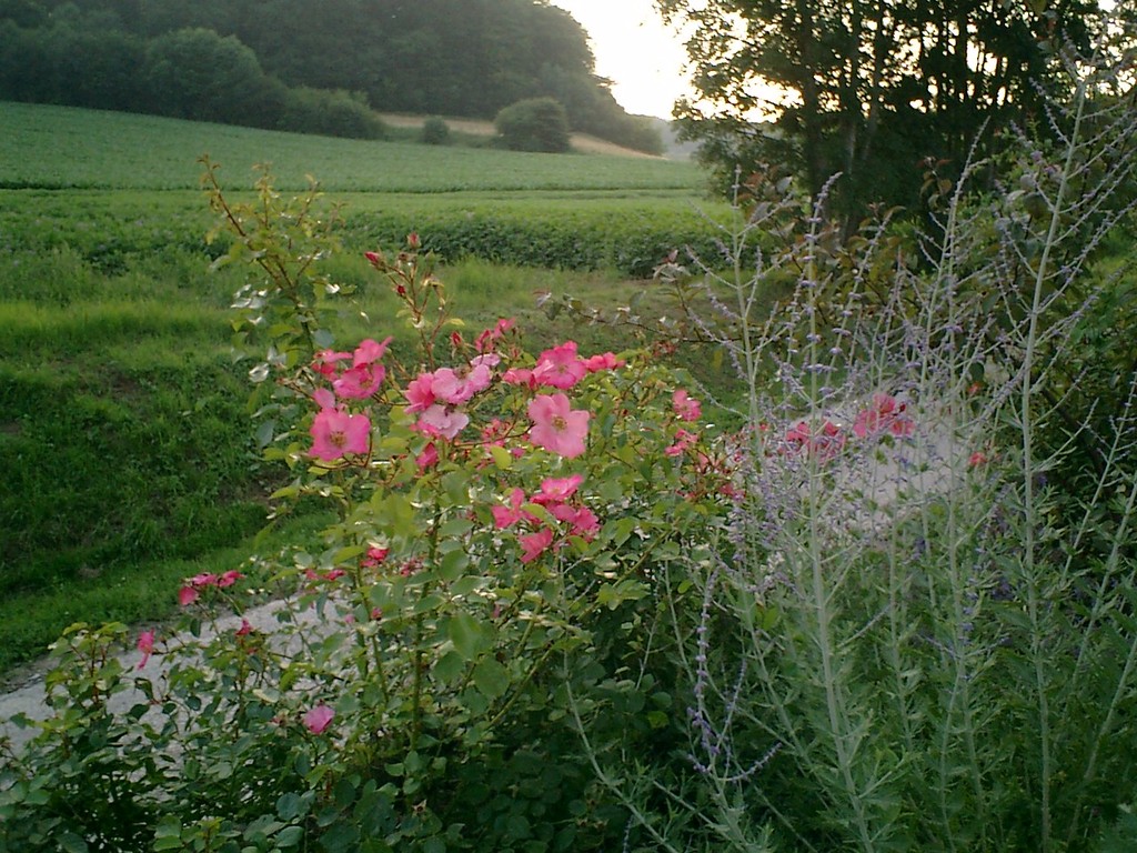 'Mela Rosa' est un rosier pour jardin au naturel !