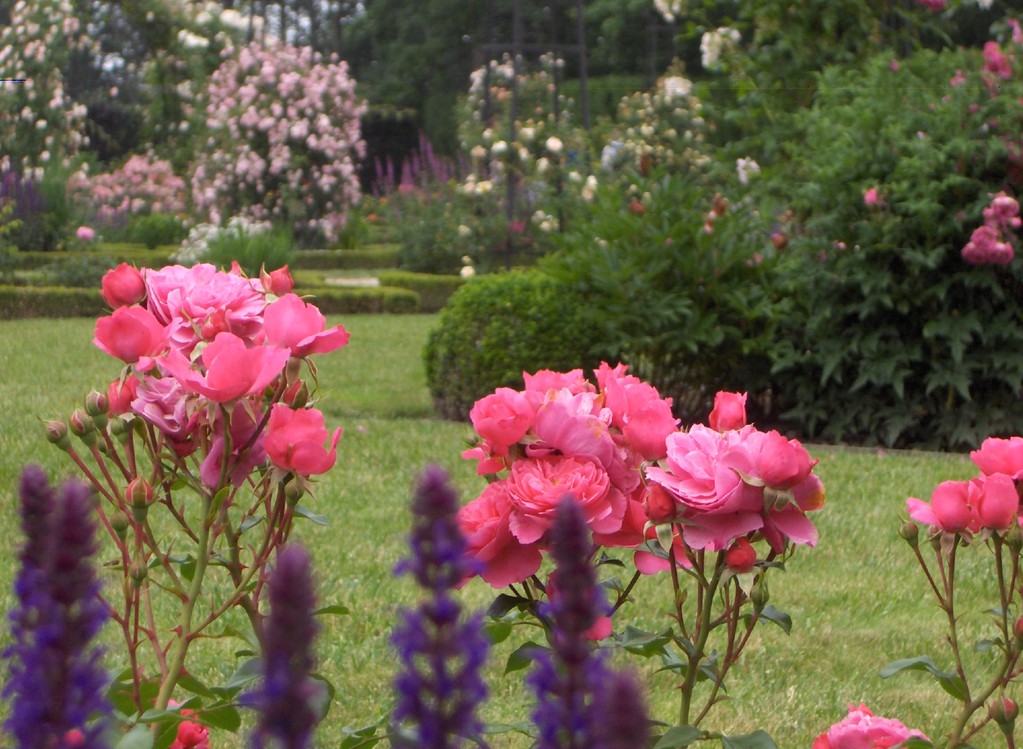 Le rosier 'Sylvie' est des plus généreux dans la Roseraie de l'Abbaye Royale de Chaalis.