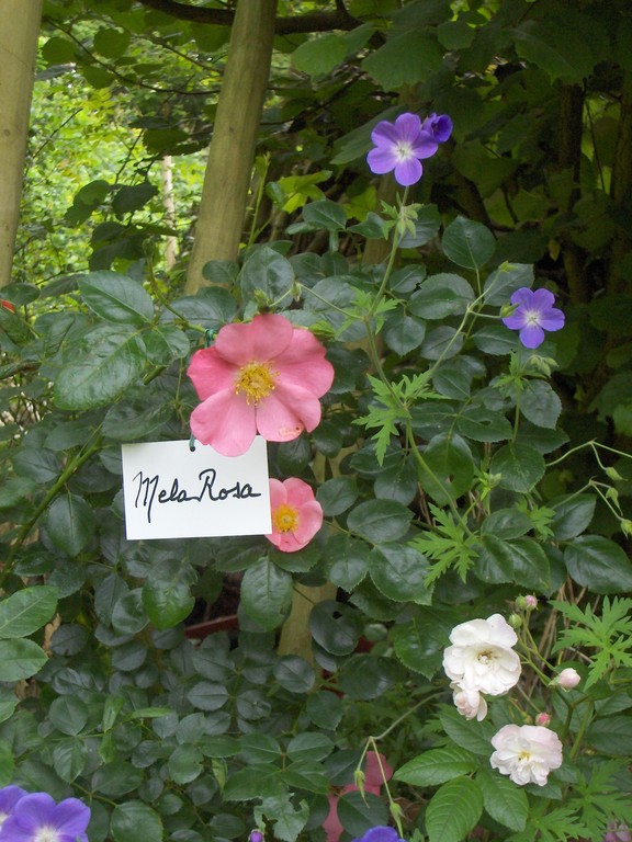 'Mela Rosa' est idéal à cultiver en orée de sous bois ou dans une haie.