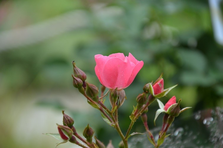 rosier 'Ti Puce d'Amour' creamelarosa