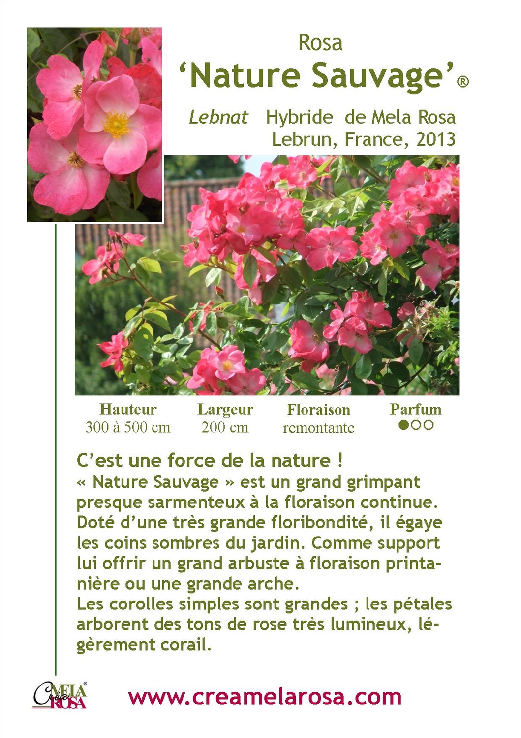 Fiche descriptive du rosier Nature Sauvage de Creamelarosa Le site des nouveaux rosiers de la Fiche descriptive du rosier Nature Sauvage de Creamelarosa Le site des nouveaux rosiers de la
