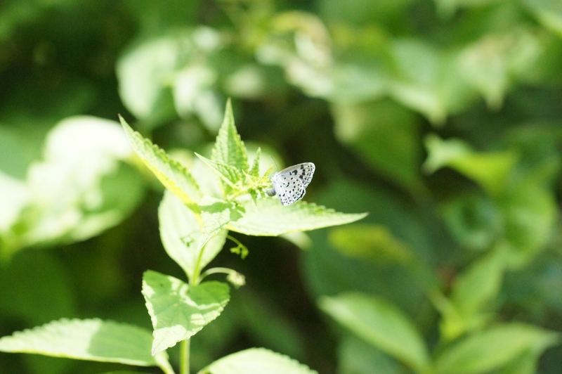 オオゴマシジミ 北海道 月形町産 北海道に住む肉食のチョウたち