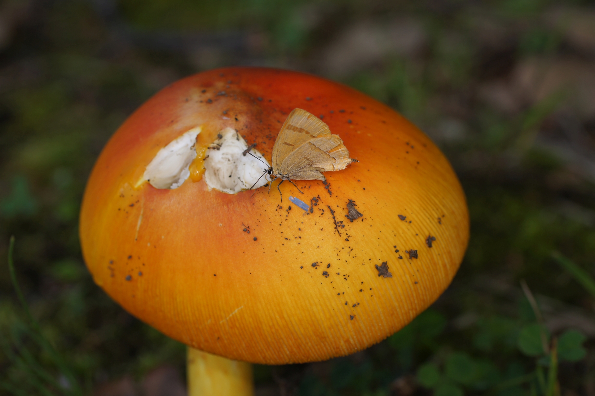 北海道に住む肉食のチョウたち - ゴマシジミ研究部ホームページ