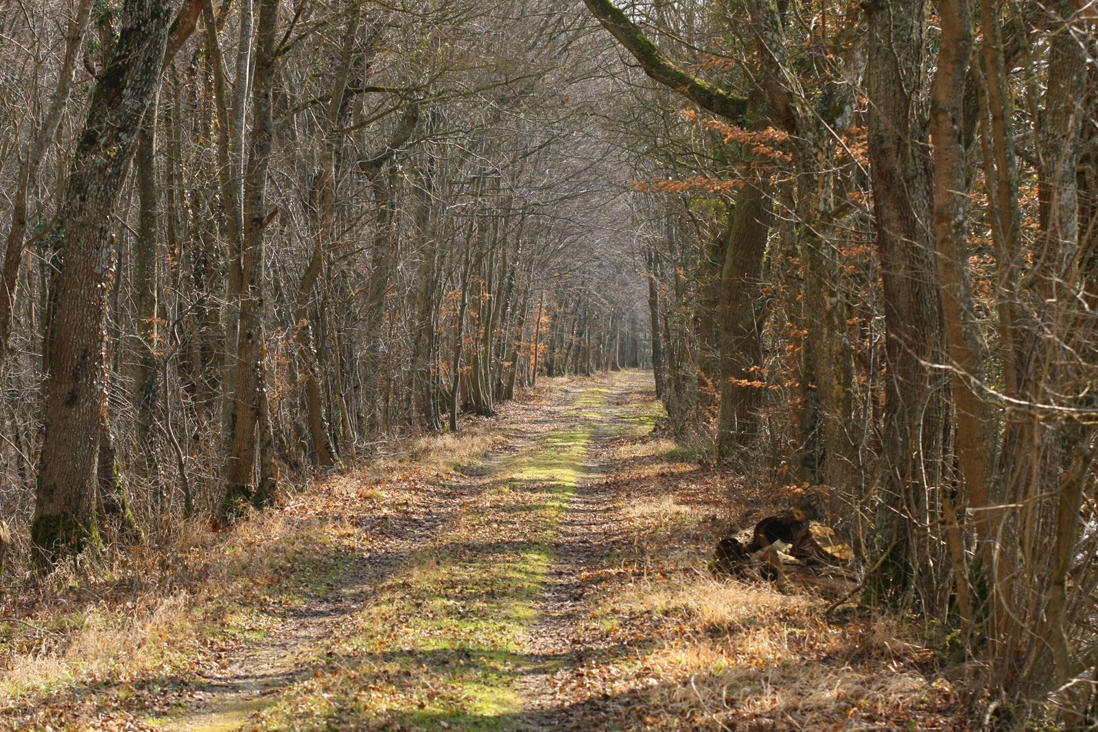 C'est l'automne la forêt a changé de couleurs et perd ses feuilles.