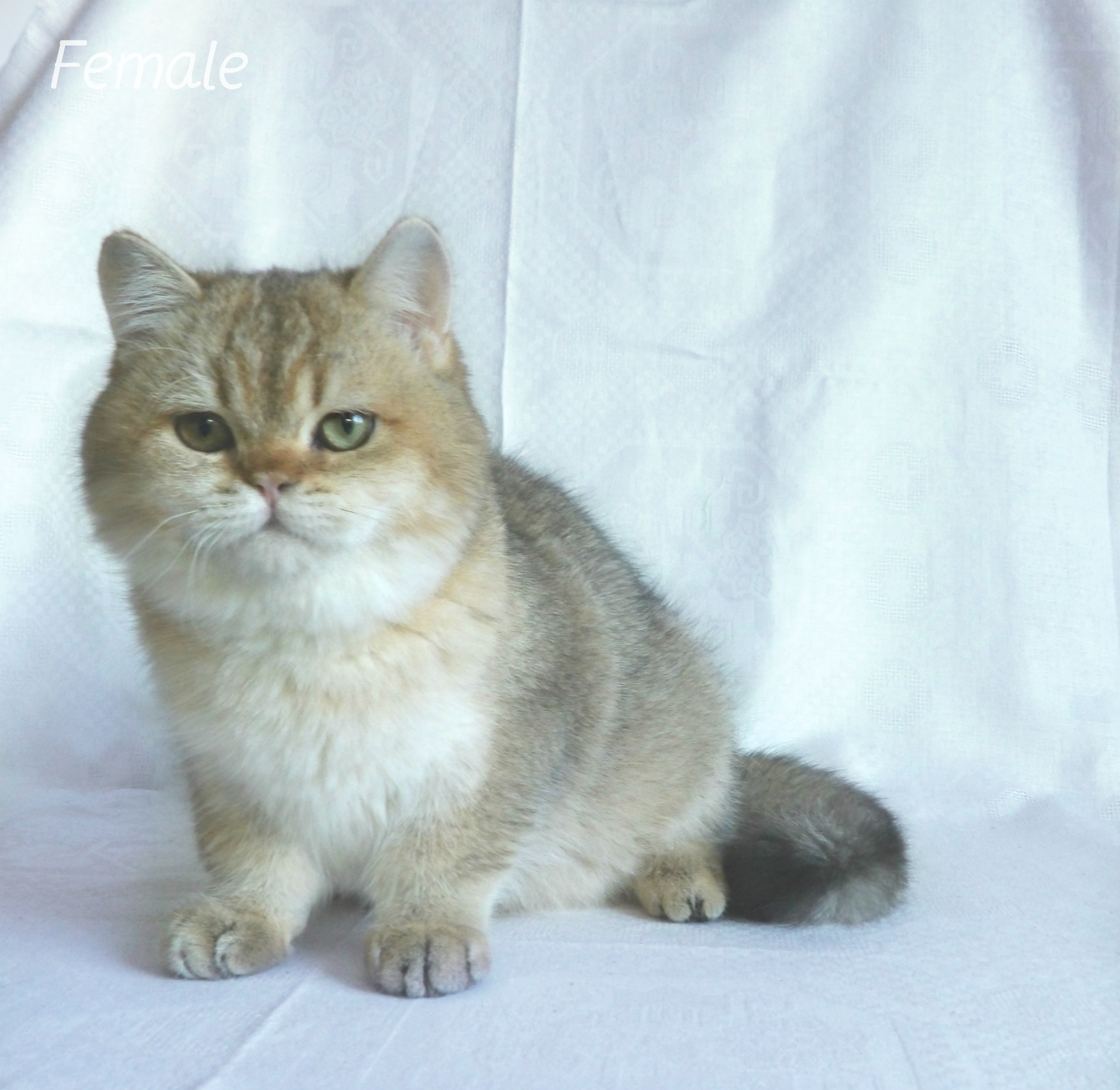 Купить Котенка В Гомеле