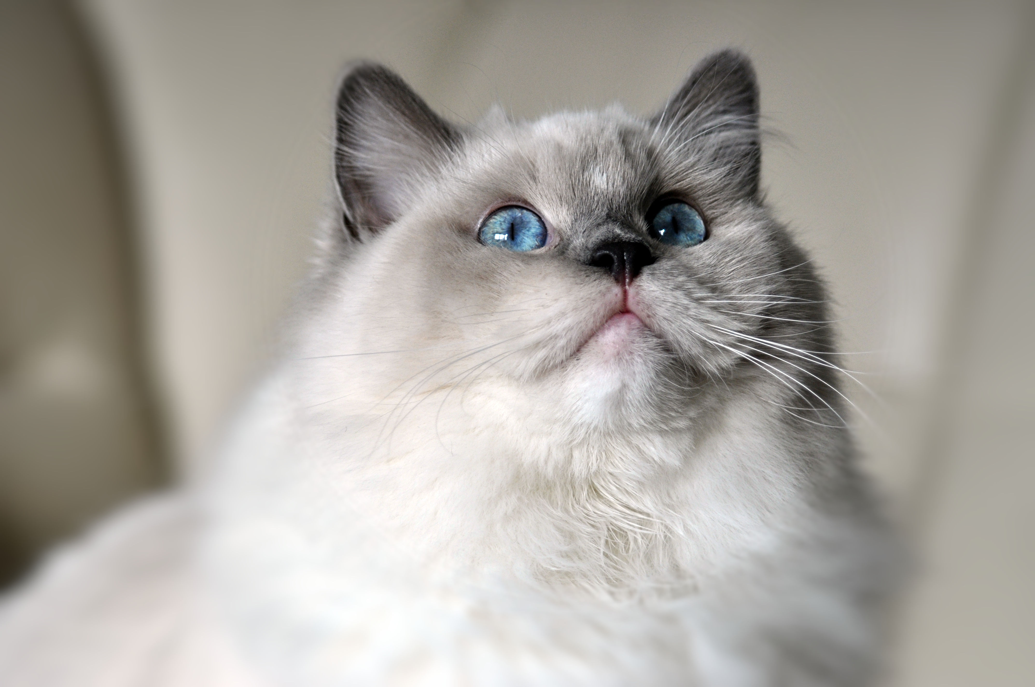 Die Ragdoll - Let's Enjoy Ragdolls