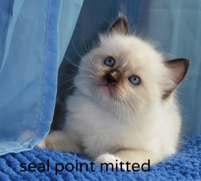 seal point mitted