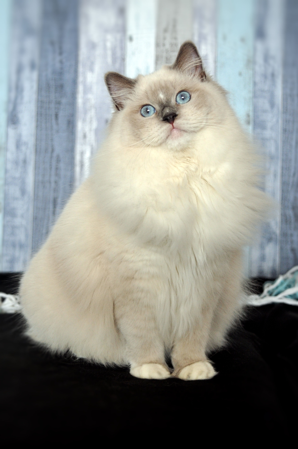 blue point mitted