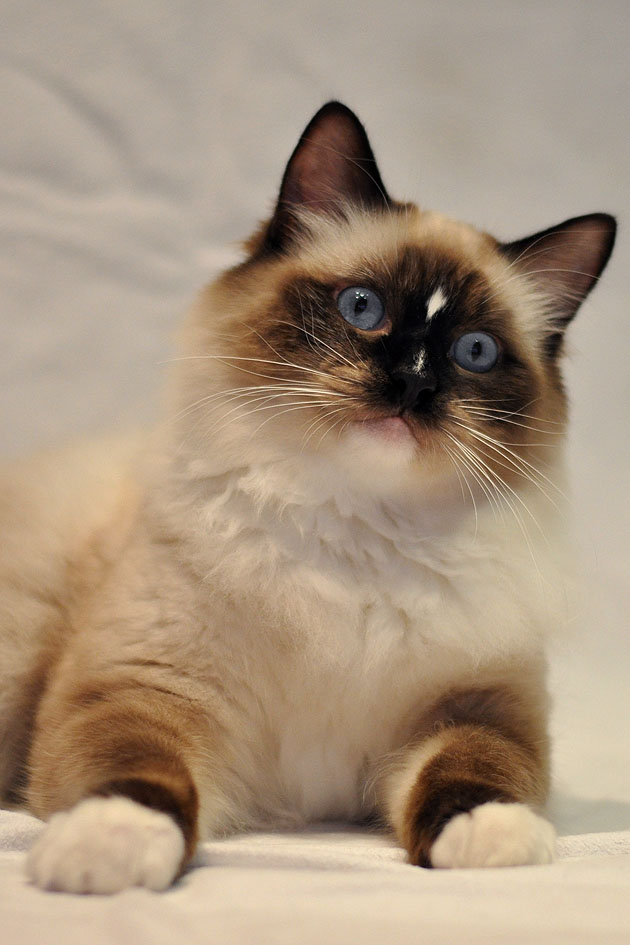 seal point mitted