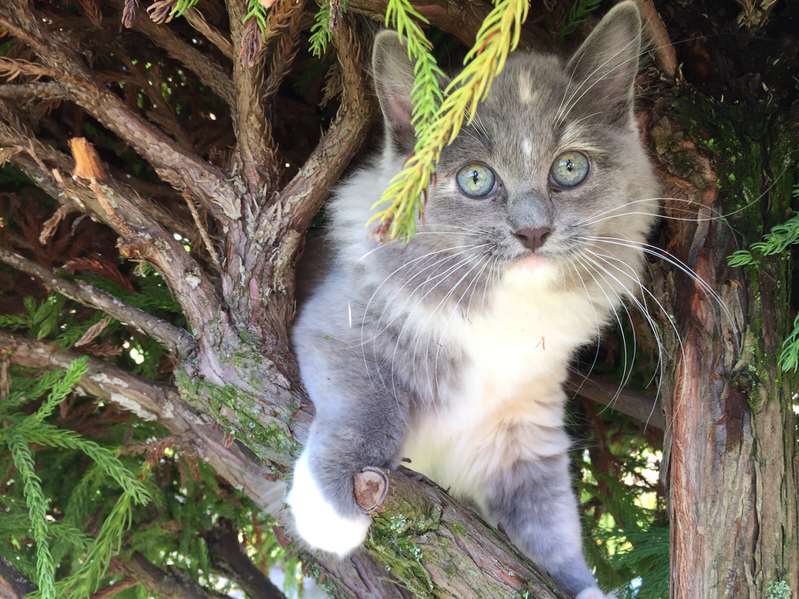 blue solid tortie mitted