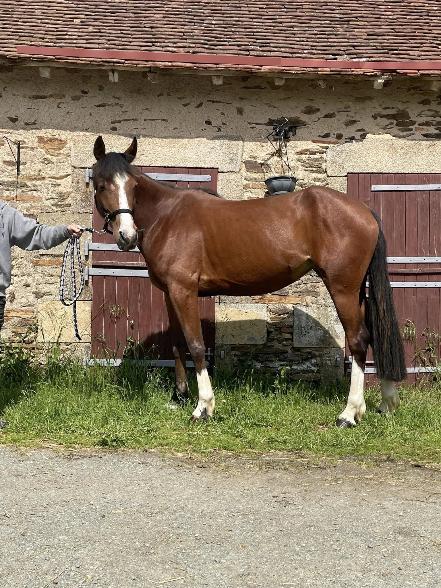 Jenny (trotteur français)