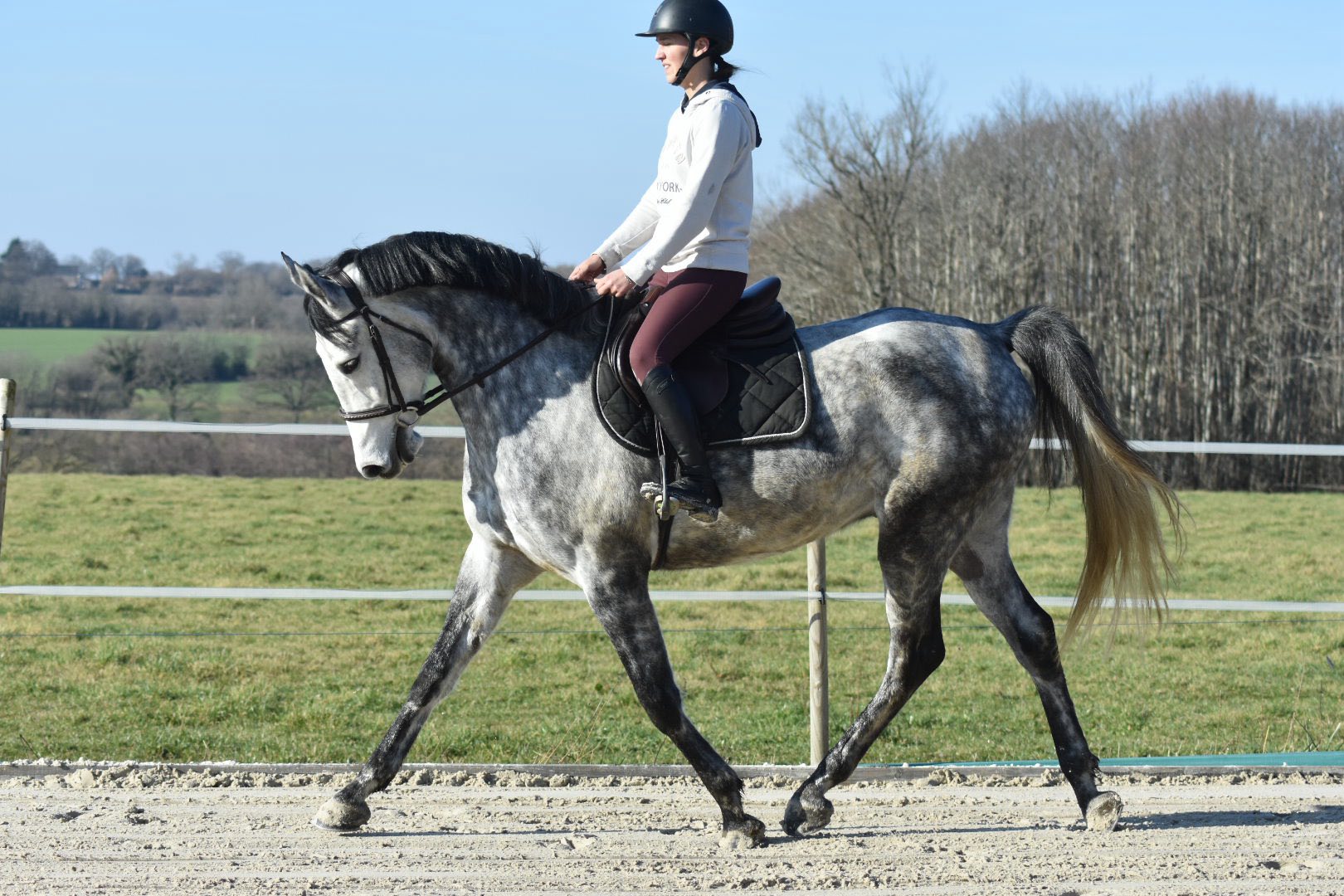 Chips (Cheval ONC)