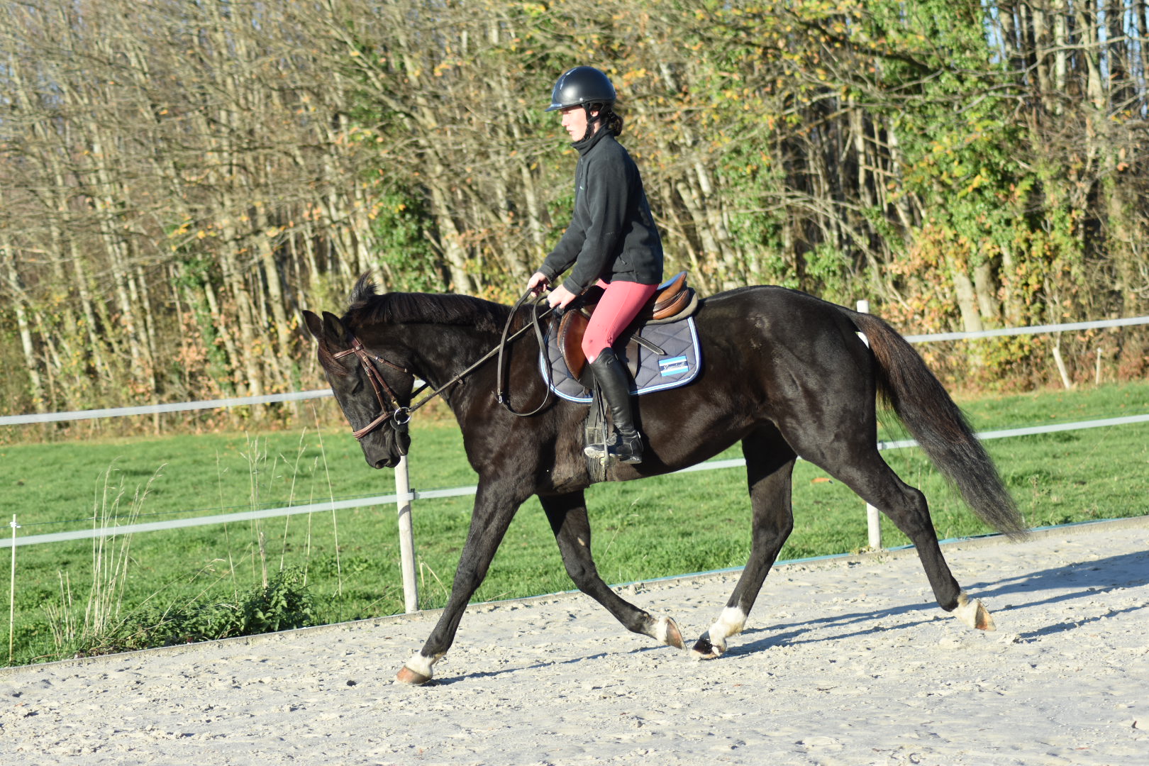 Habanéro (Trotteur Français)