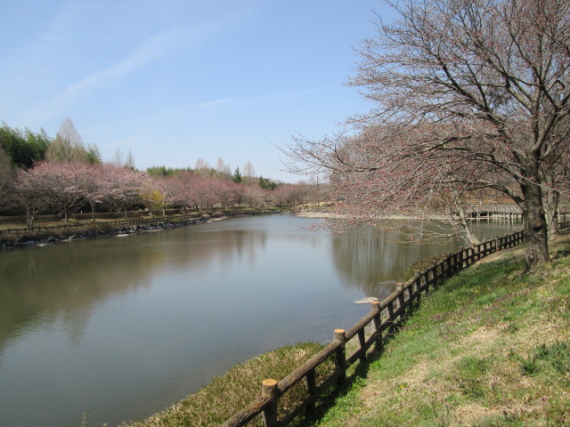 東京インテリアデザインセンター/家具/インテリア/栃木県鹿沼市/桜/公園