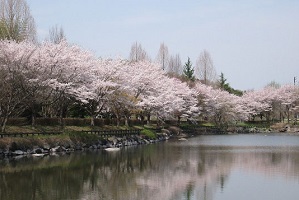 東京インテリアデザインセンター/家具/インテリア/栃木県鹿沼市/公園/桜/花