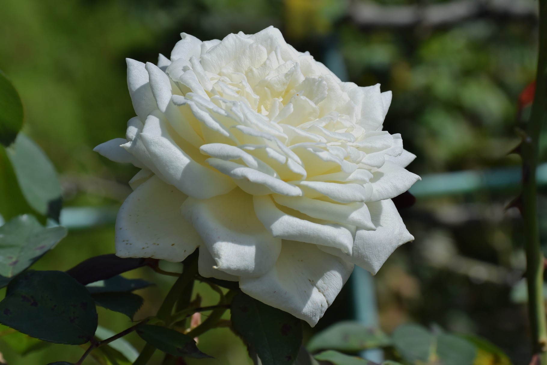 ローズガーデンの白いバラ