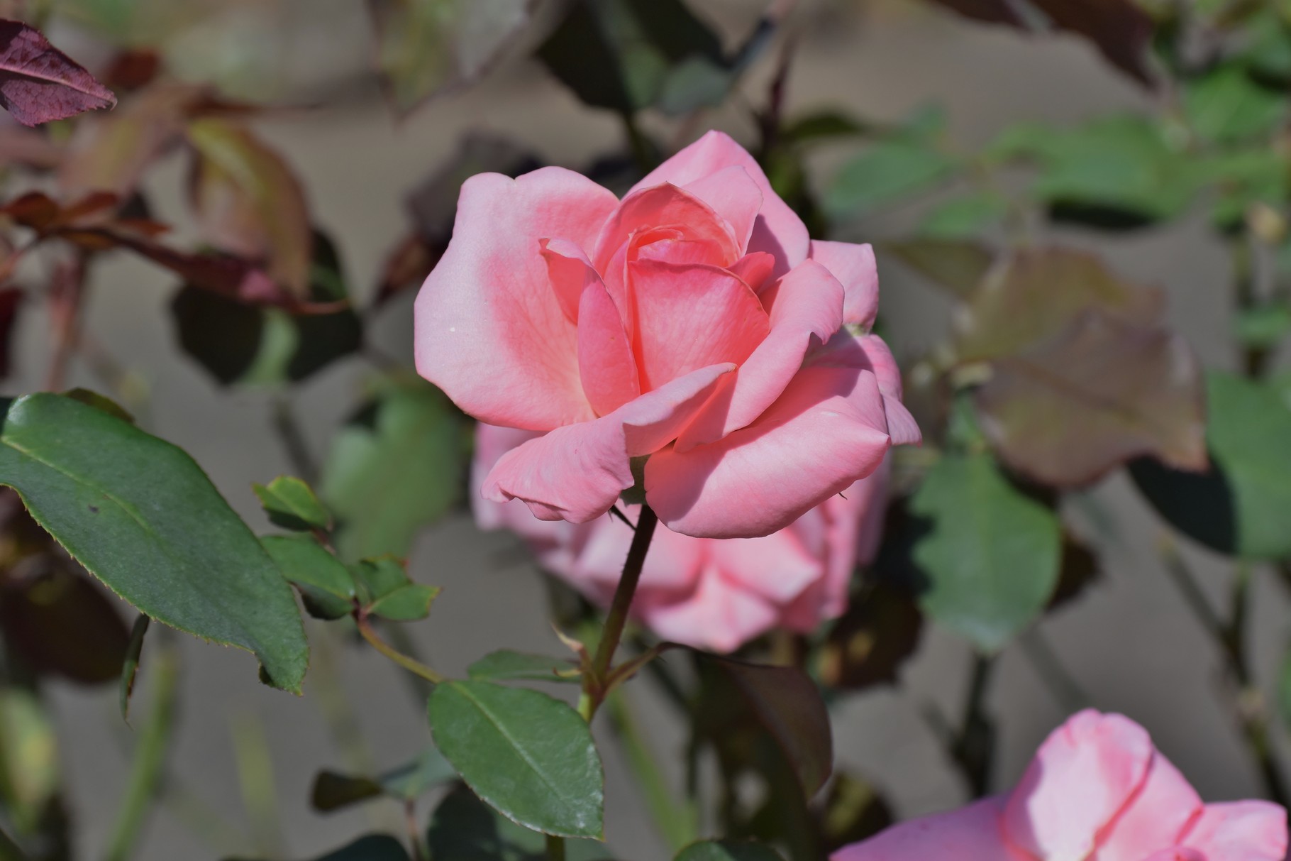 ローズガーデンのピンクのバラ