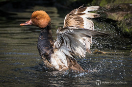 Ente im Tierpark Gotha