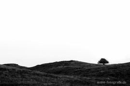 ein einsamer Baum auf der Insel Hiddensee