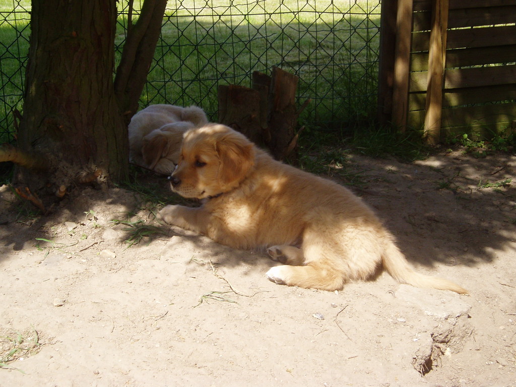 ... kuscheln mit "Lilly"...   ( 05 / 2012 )   beim Züchter...