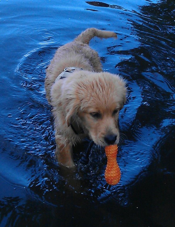 ... erste Schwimmversuche...   ( 06 / 2012 )