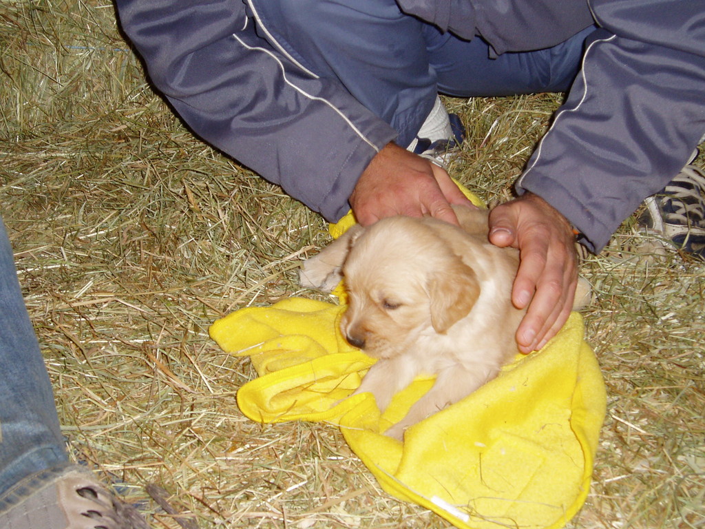 ...meine erste Decke... ( 11 / 2009 )   beim Züchter...