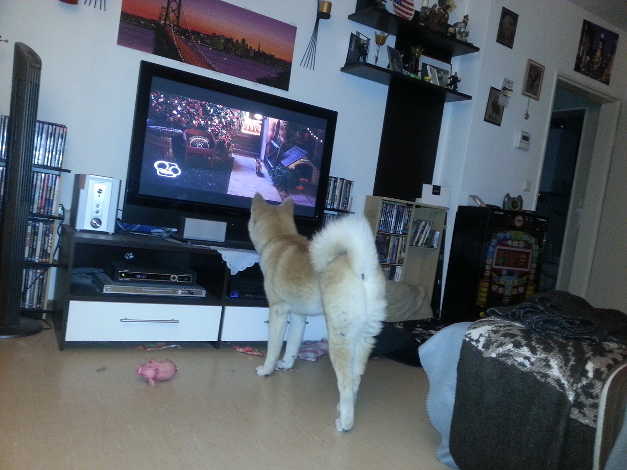 Ui...Hunde im TV...
