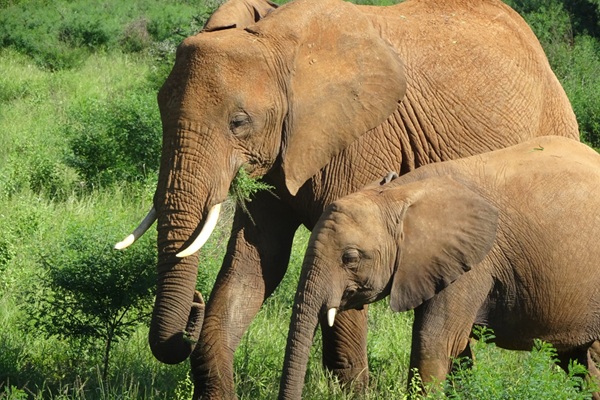 【田中純プラン】アフリカ・ケニア個人旅行｜サファリツアーを満喫する9日間モデルコース