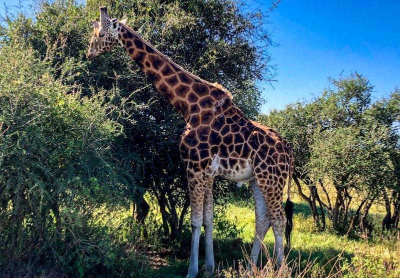 タンザニアのサファリのキリン
