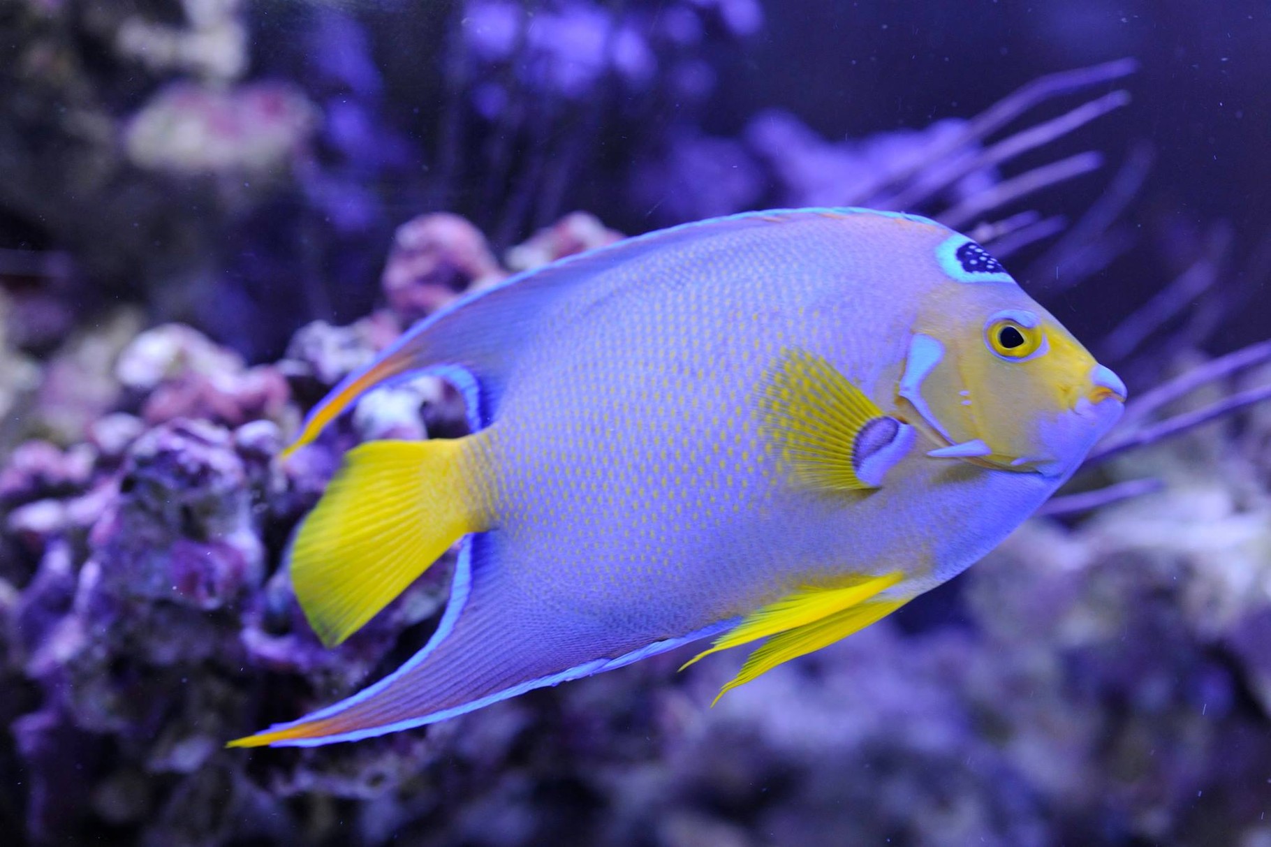 Big Fish Sprl Belgium Diigen